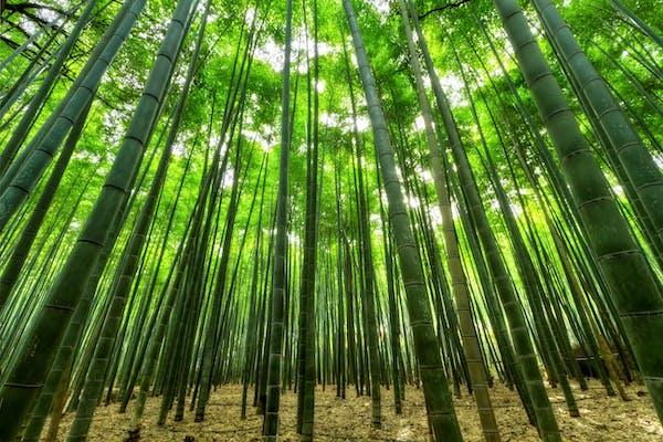 Natural Eco-friendly Bamboo Cotton Wood Compostable Reusable