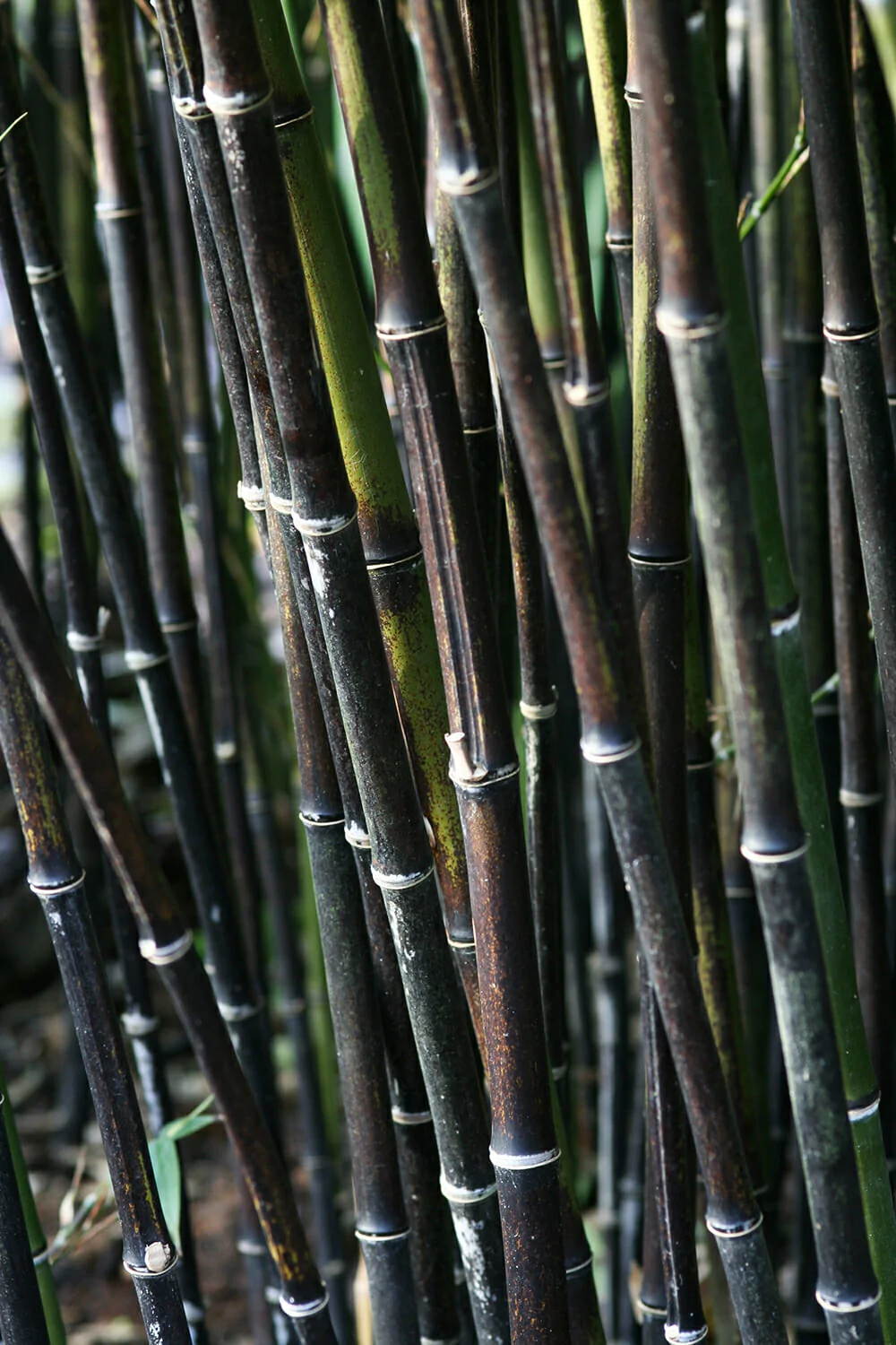 Edible Organic Black Bamboo Charcoal Powder