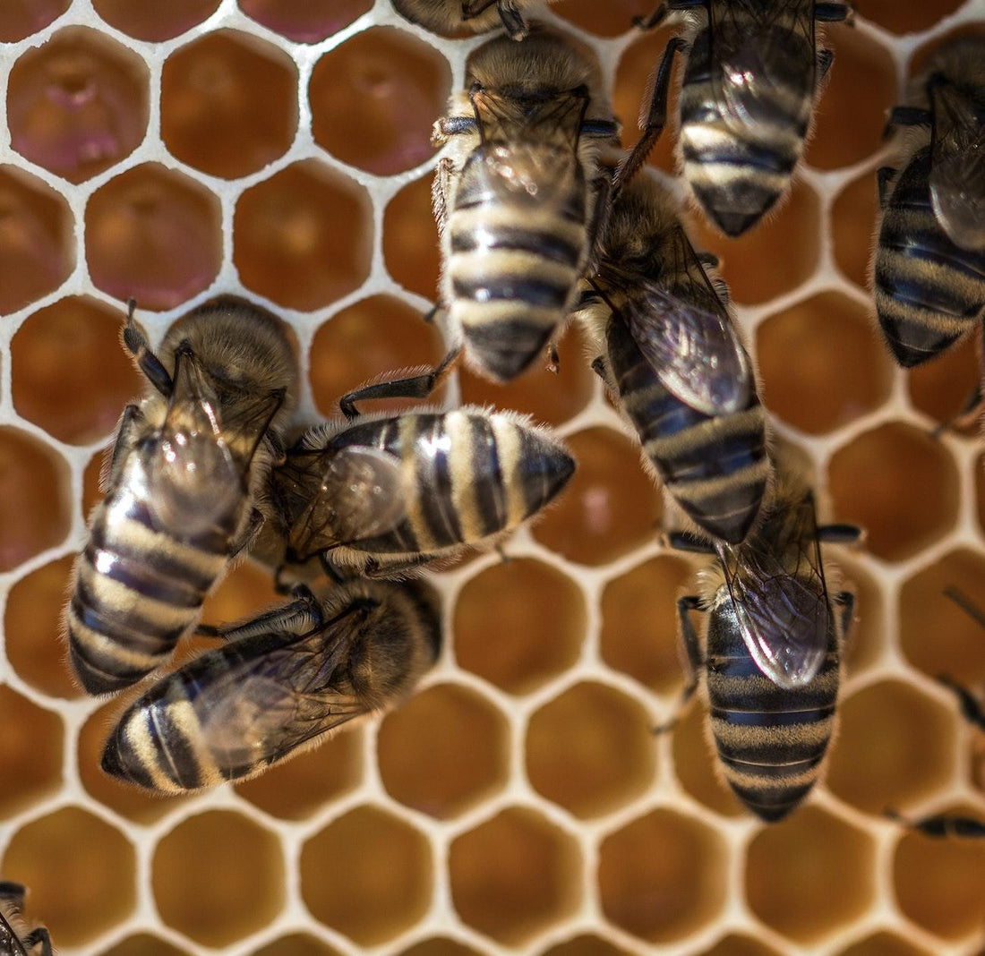 A new breed of honeybees more resistant to parasites