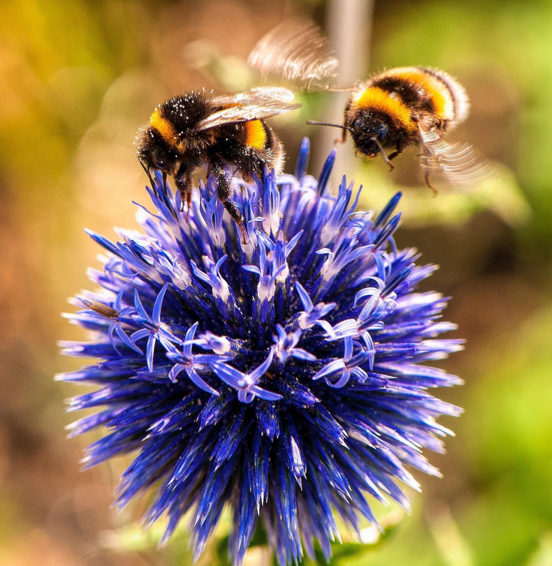 World Bee Day 20 May 2021