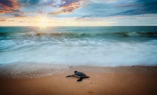 23 May 2020 World Turtle Day - Earth Thanks
