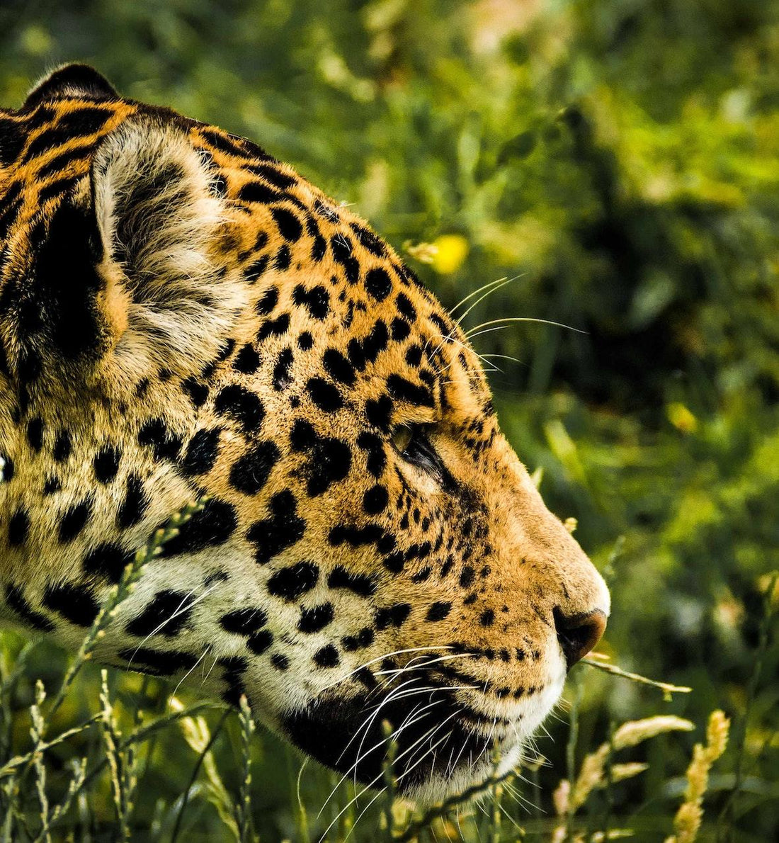 29 November: International Day of Jaguar - Earth Thanks - bamboo, forests, jaguar, protect the forests, rainforests, the Amazon , natural, vegan, eco-friendly, organic, sustainable living