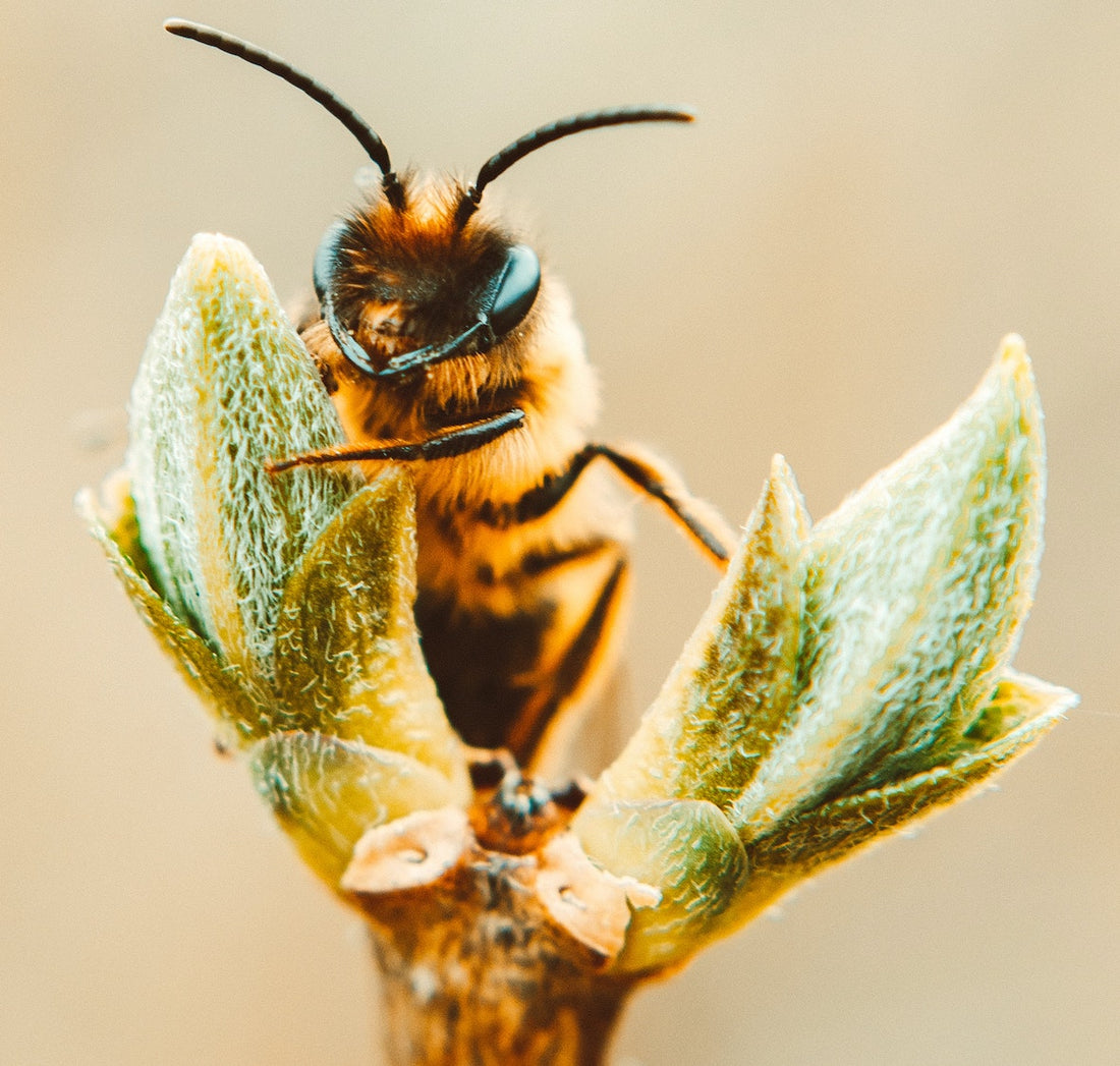 Pollinators make our life!