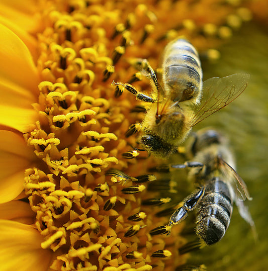 World Bee Day 2024: You Don't Have to Be a Beekeeper to Protect Bees and Other Pollinators