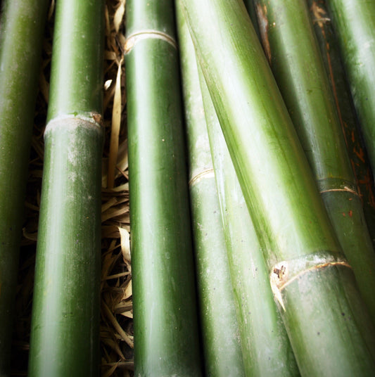 Why bamboo? - Earth Thanks - awareness, bamboo, environment, plastic , natural, vegan, eco-friendly, organic, sustainable living