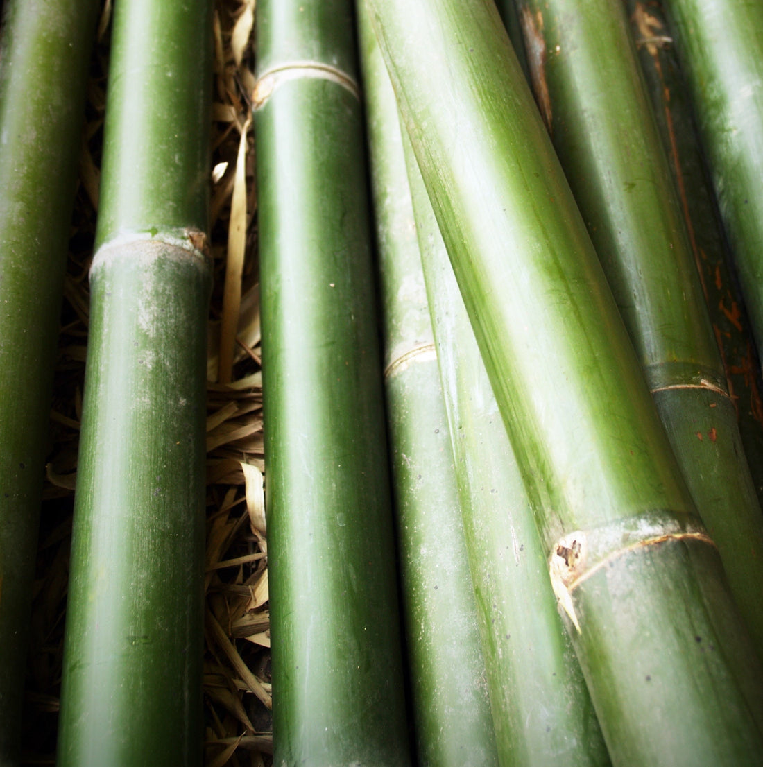 Why bamboo? - Earth Thanks - awareness, bamboo, environment, plastic , natural, vegan, eco-friendly, organic, sustainable living