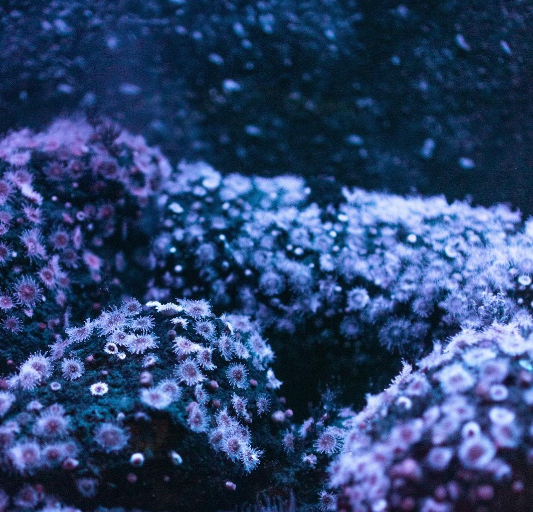 Magic corals spawning off the coast of Cairns, Queensland
