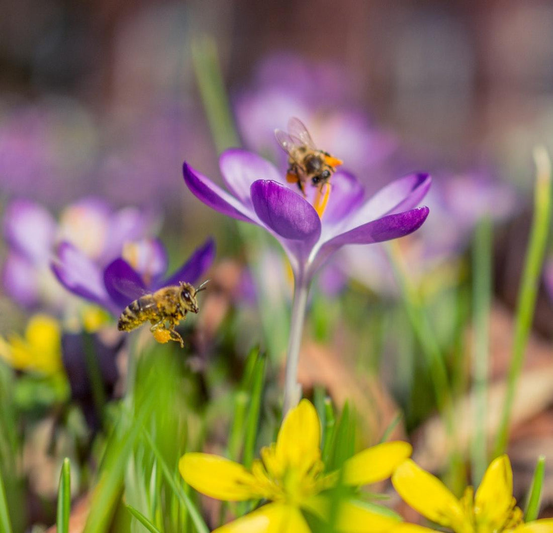 ‘No Mow May’: Provide Food for Hungry Bees