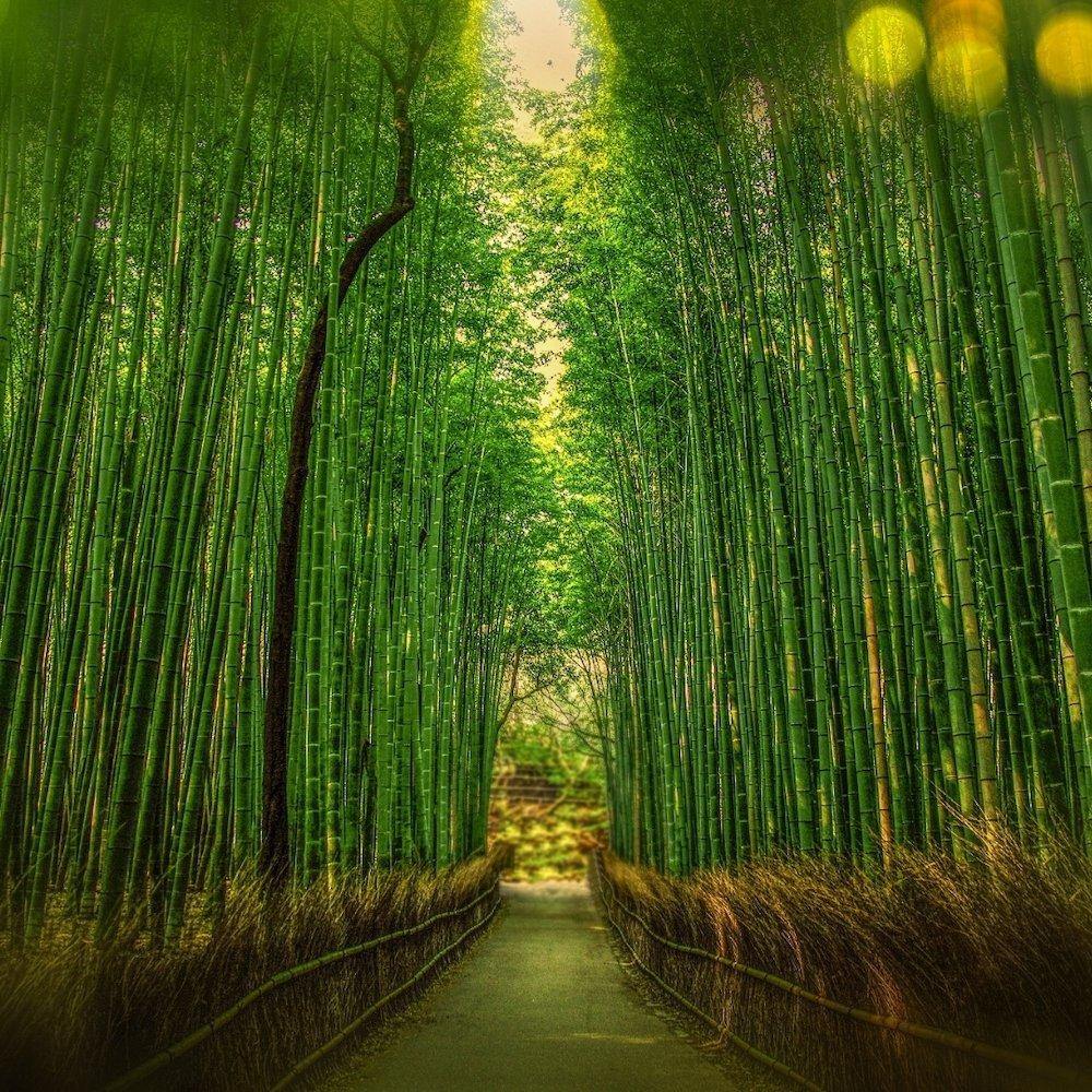 The amazing Bamboo Can Cool the Climate - Earth Thanks - awareness, bamboo, climate change, eco friendly, environment, sustainability , natural, vegan, eco-friendly, organic, sustainable living