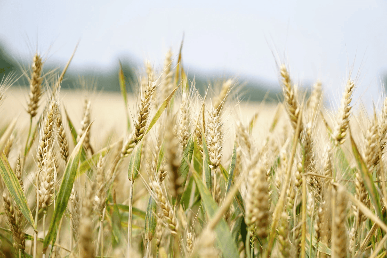 Wheat Straw & Food Waste Bioplastic