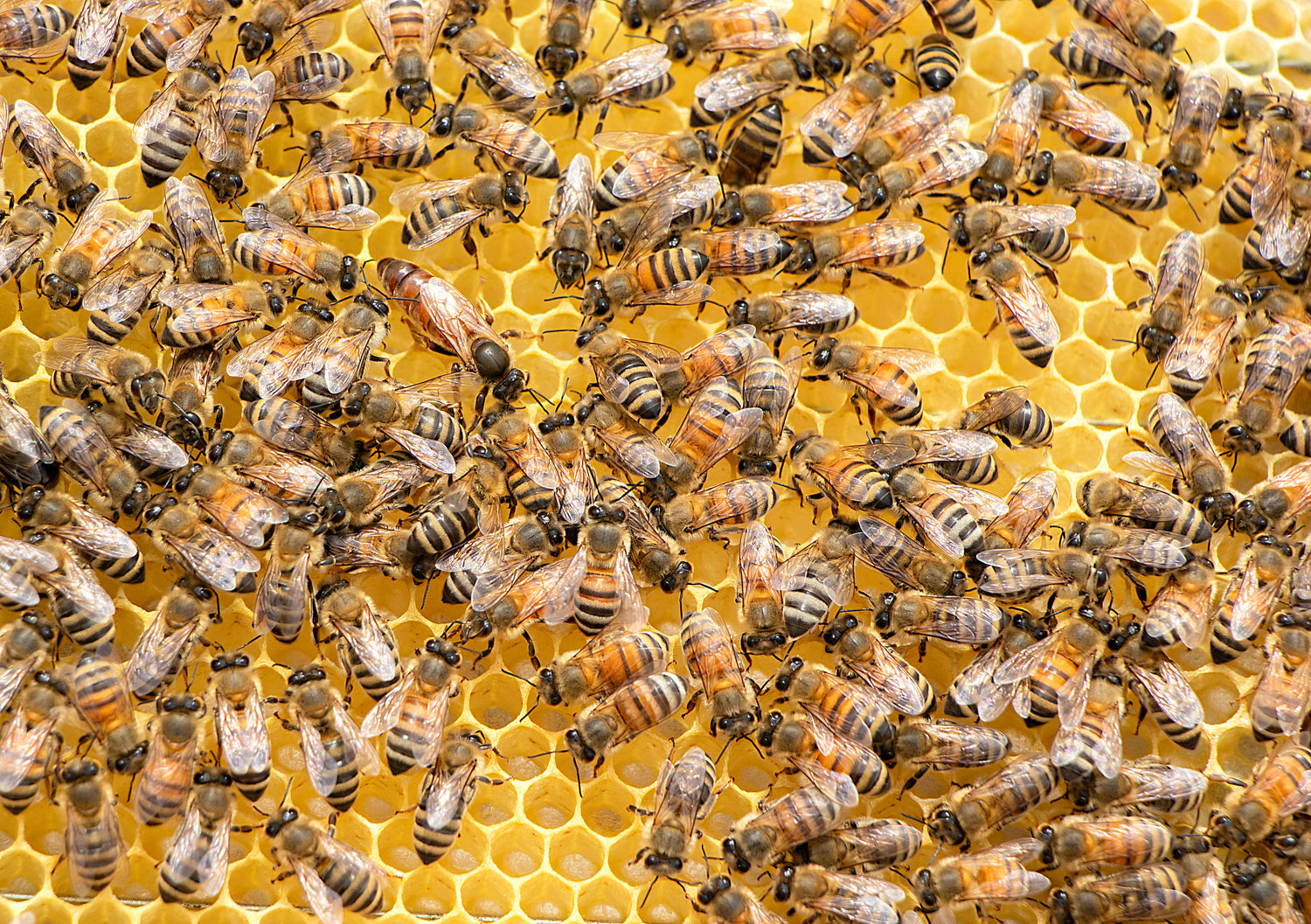 Let's learn about Bees and Beeswax