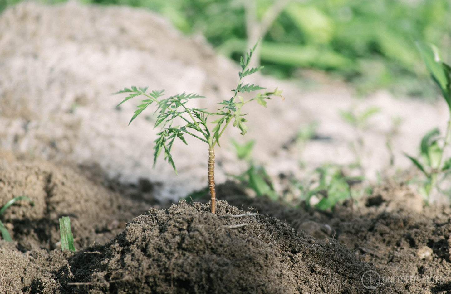 Tree to be Planted - Plant a Tree with One Tree Planted