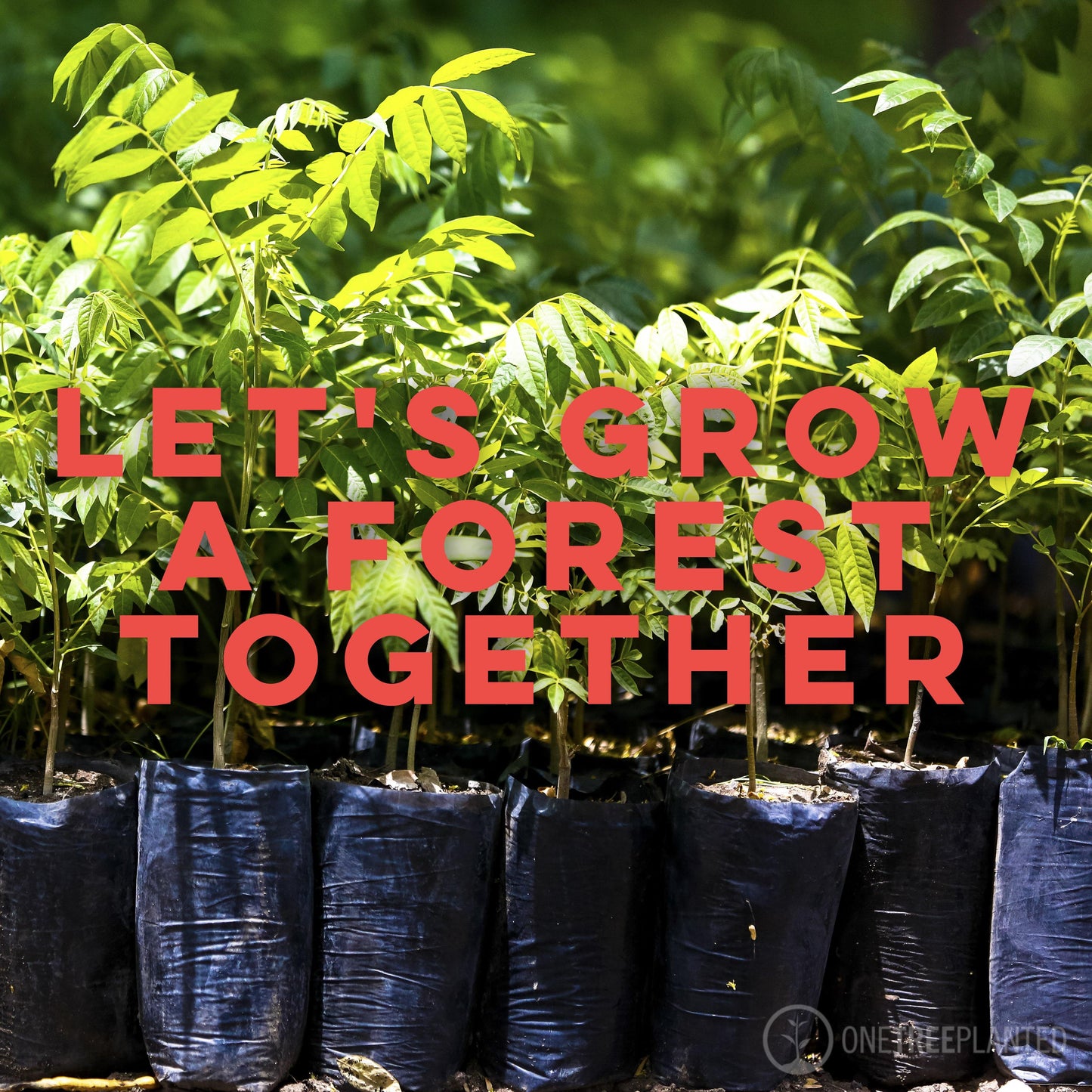 Tree to be Planted - Plant a Tree with One Tree Planted