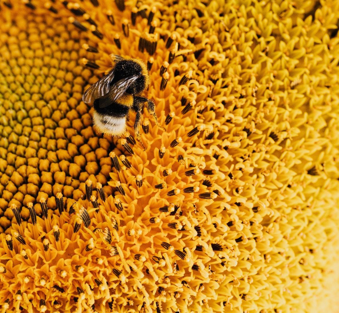 Bee Swarm - Bee Lineup Hoodie (Mens)
