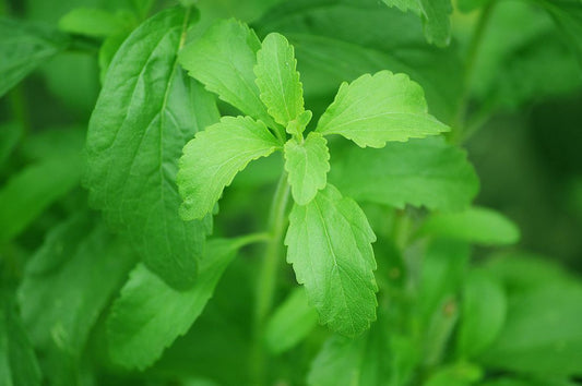 Estratto di foglie di stevia naturale in polvere - Dolcificante naturale per cottura e cottura a basso contenuto calorico, puro al 95%.
